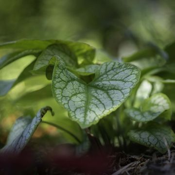 Brunnera macrophylla Jack's Gold