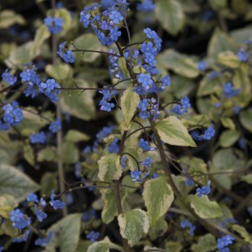 Brunnera macrophylla King's Ramson