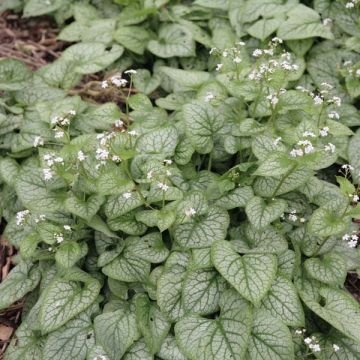 Brunnera macrophylla Mr Morse