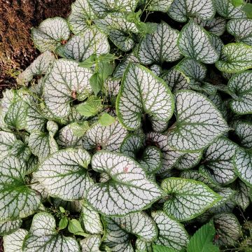 Brunnera macrophylla Queen of Hearts