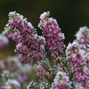 Erica darleyensis Winter Belles Lucie