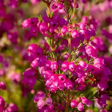 Erica cinerea C.D. Eason