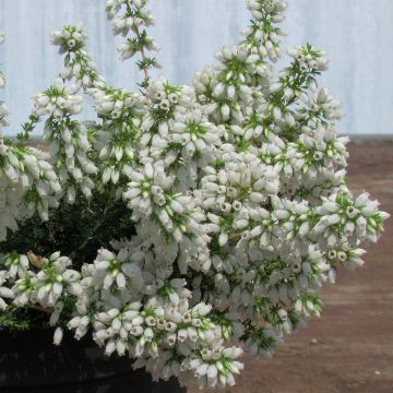 Erica cinerea f. alba Alba