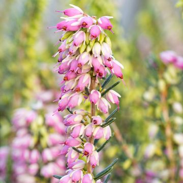 Erica darleyensis Ghost Hills