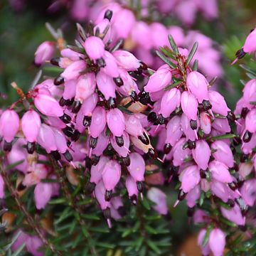 Erica darleyensis Winter Belles Tylou