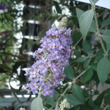 Albero delle farfalle Lochinch