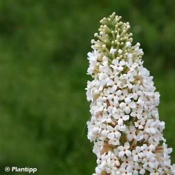 Albero delle farfalle Marbled White