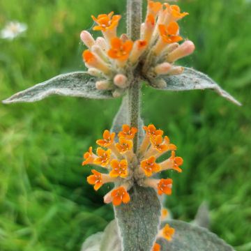 Albero delle farfalle Orange Sceptre