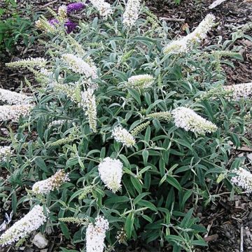 Albero delle farfalle White Ball