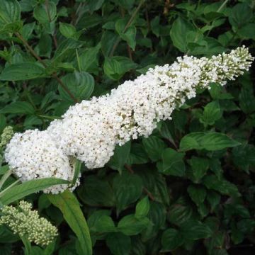 Albero delle farfalle White Profusion