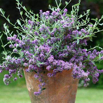 Buddleja alternifolia Unique - Albero delle farfalle