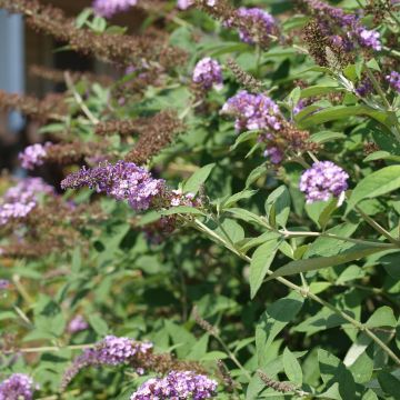 Albero delle farfalle Nanho Purple