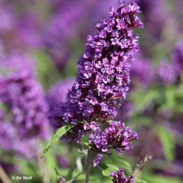 Albero delle farfalle Purple Emperor