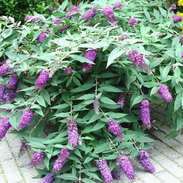 Albero delle farfalle BLOOMTASTIC Dreaming Lavender