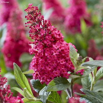 Albero delle farfalle Butterfly Candy Little Ruby