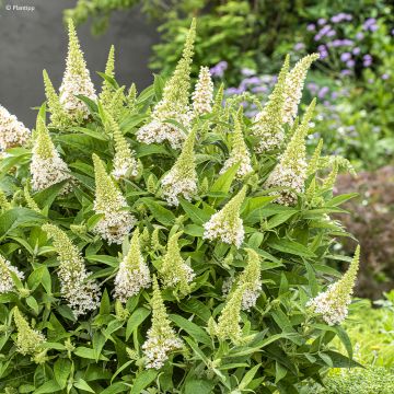 Albero delle farfalle Butterfly Candy Little White