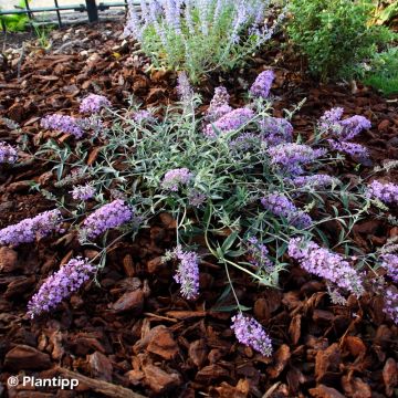 Albero delle farfalle Free Petite Lavender Flow