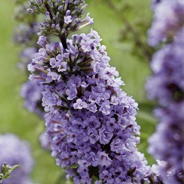 Albero delle farfalle High Five Purple