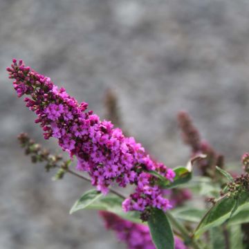 Albero delle farfalle Pink Micro Chip