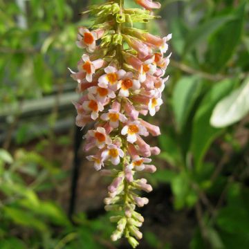 Buddleja macrostachya - Albero delle farfalle