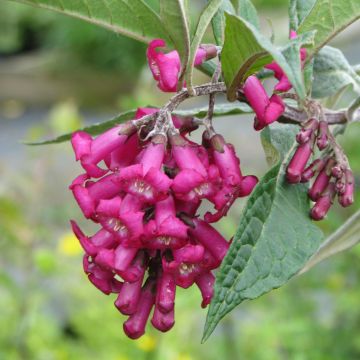 Buddleja colvilei - Albero delle farfalle