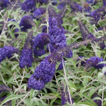 Albero delle farfalle Adonis Blue