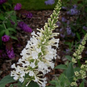 Albero delle farfalle Argus White