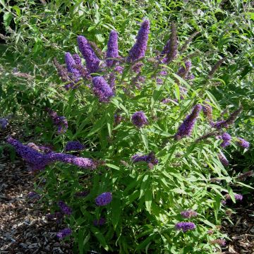 Albero delle farfalle Camberwell Beauty