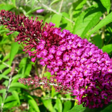 Albero delle farfalle Sugar Plum