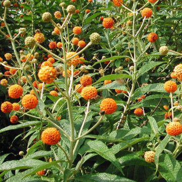 Buddleja globosa - Albero delle farfalle