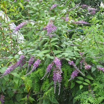 Buddleja lindleyana - Albero delle farfalle