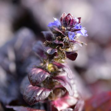 Ajuga reptans Braunherz - Bugola