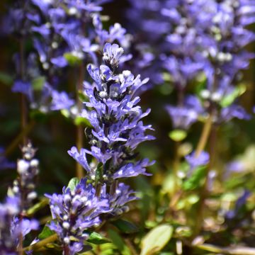 Ajuga Chocolate Chip - Bugola