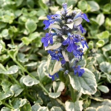 Ajuga reptans Variegata - Bugola