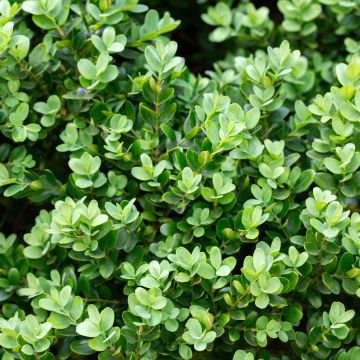 Buxus microphylla Faulkner - Bosso microfillo