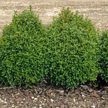 Buxus sempervirens - Bosso