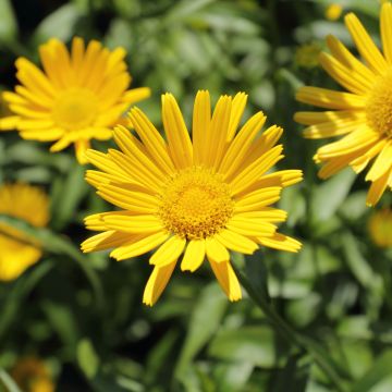 Buphthalmum salicifolium Alpen Gold - Asteroide salicina