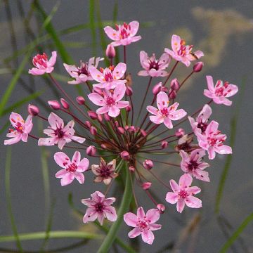 Butomus umbellatus - Giunco fiorito