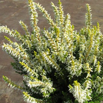 Calluna vulgaris Anouk - Brugo