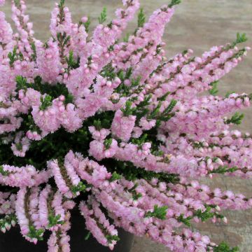 Calluna vulgaris Radnor - Brugo