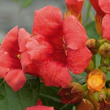 Campsis radicans Stromboli - Bignonia