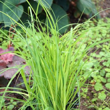 Carex acuta - Carice palustre