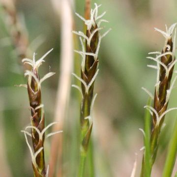 Carex davalliana