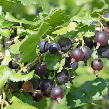 Ribes x nidigrolaria ConfiBeere Jogusto - Josta