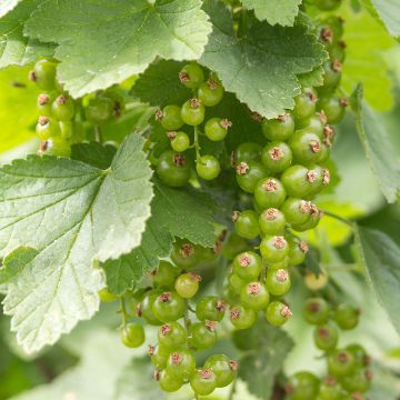 Ribes nero Cassissima Green Life