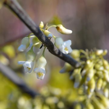 Cercis canadensis Texas White - Albero di Giuda