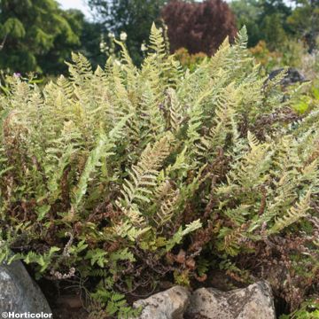 Cheilanthes lanosa - Felce