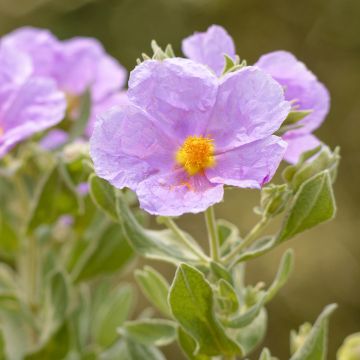 Cistus albidus - Cisto a foglie sessili