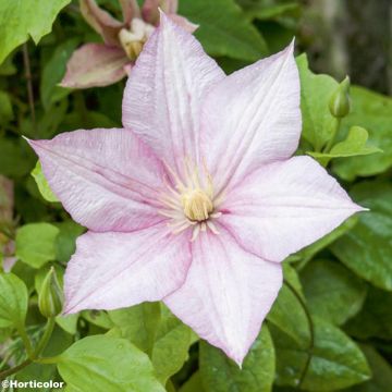 Clematis Caroline - Clematide