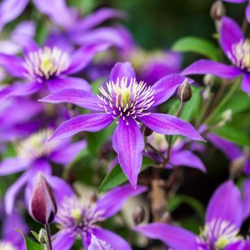 Clematis Stella Bella - Clematide